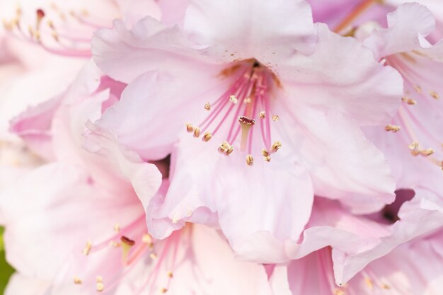 Rhododendron (azalea) flowers of various colors in the spring garden