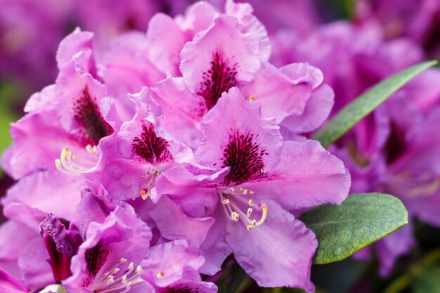 春の庭でさまざまな色のシャクナゲ（ツツジ）花