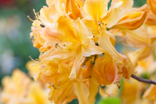 春の庭のさまざまな色のシャクナゲ（ツツジ）花