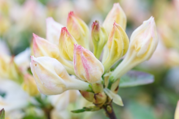 Rhododendron (azalea) knoppen van paarse kleur in de lentetuin