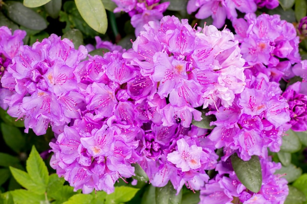 Rhododendron beautiful blooming azalea flowering decorative shrubs purple flowers of azalea japonica Konigstein japanese azalea Pistil and stamens are visible green leaves in the background