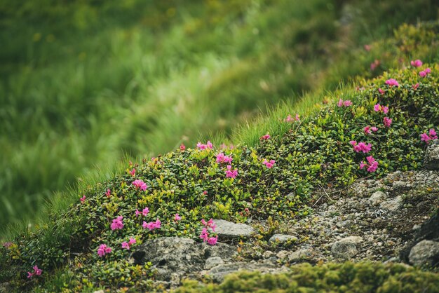 Rhododendron bloeit in de natuur