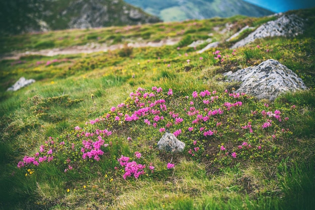 Rhododendron bloeit in de natuur