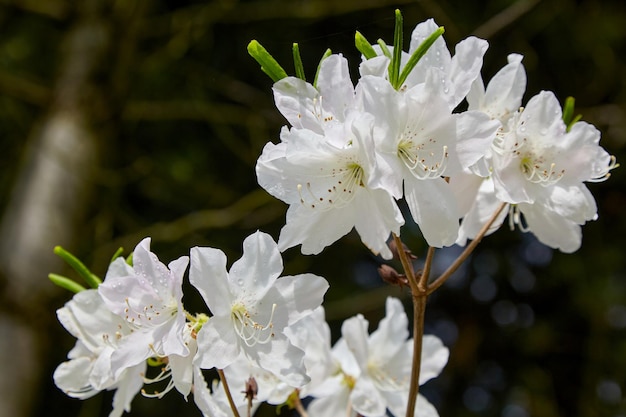 Rhododendron bloeit met regendauwdruppels op een donkere achtergrond in de lentetuin