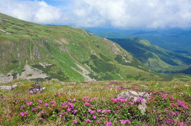 Rhododendron bloemen en prikkeldraad op de plaats van de operaties van de Eerste Wereldoorlog in de zomer berghelling (Oekraïne, Karpaten)