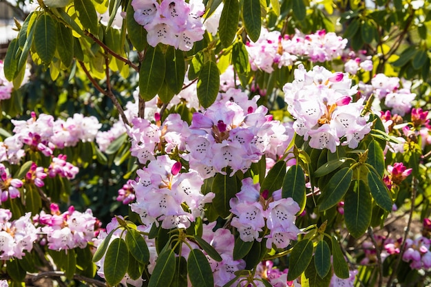 Rhododendron bloemen groeien en bloeien in de botanische tuin