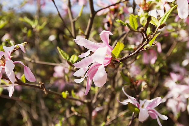 Rhododendron bloemen Schoonheid in de natuur Prachtige lente bloeiende achtergrond