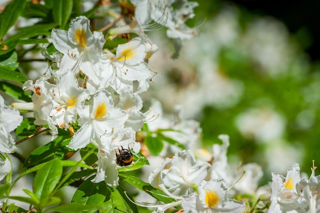 Rhododendron blooming flowers in the spring garden Beautiful white Rhododendron with a bee Close up