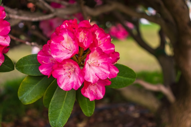 Rhododendron blooming flowers in the spring garden. Pacific rhododendron or California rosebay evergreen shrub. Beautiful pink Rhododendron close up