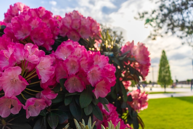 rhododendron blooming flowers in the spring garden. pacific rhododendron or california rosebay 