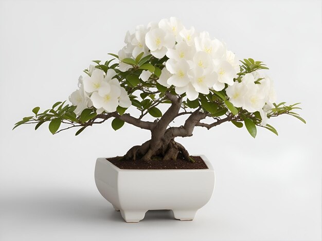 Foto rhododendron bonsai pot