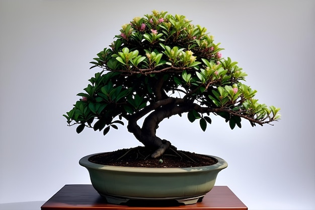 Rhododendron bonsai