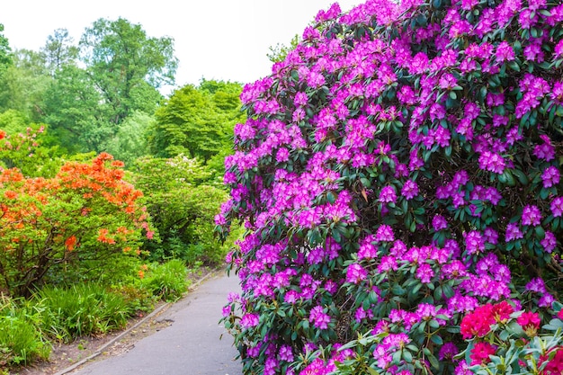 Rhododendron bushes on garden landscape