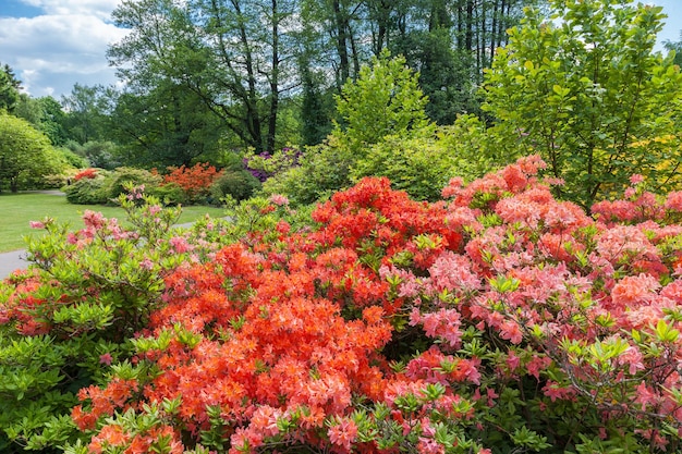 Кусты рододендрона на весеннем садовом ландшафте