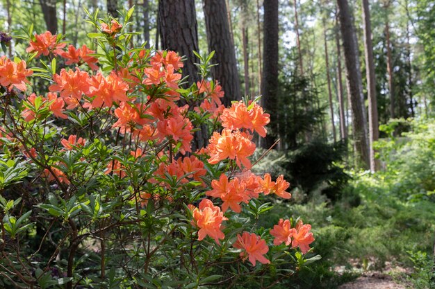 Photo rhododendron flower