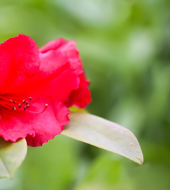 シャクナゲの花 自然の美しさ 美しい春の咲く背景