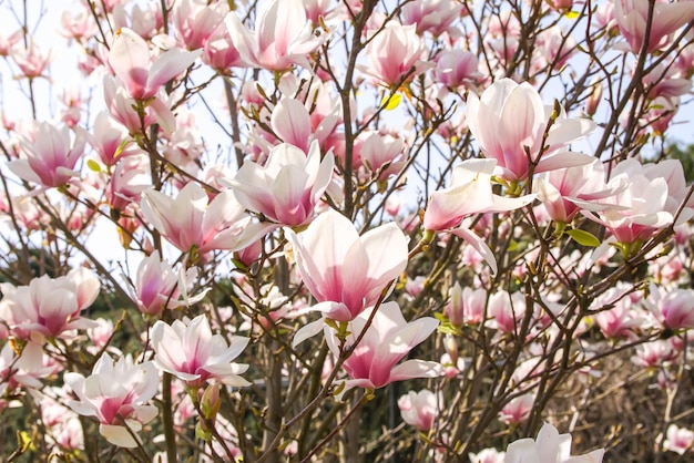 Rhododendron flowers Beauty in nature Beautiful spring blooming background