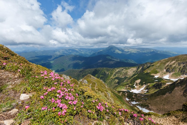 Rhododendron flowers blossom on the ukraine peak pip ivan located in mountain region maramures