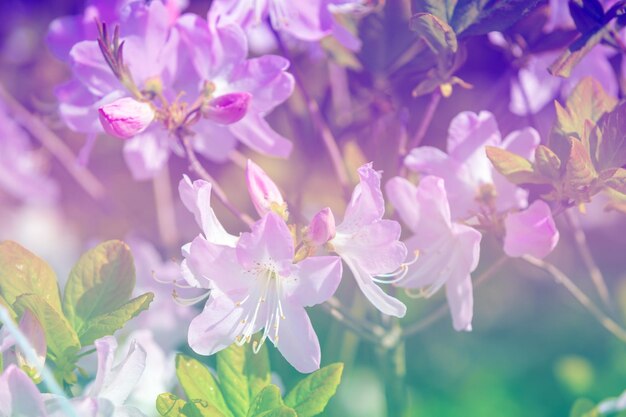 Рододендрон цветы в саду природацветок фон градиент цвета