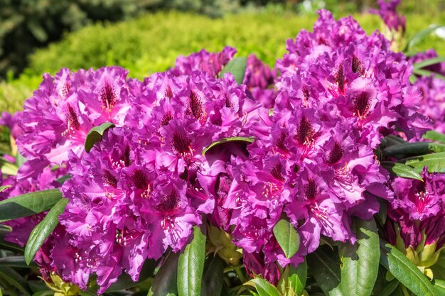 Rhododendron flowers in garden at spring