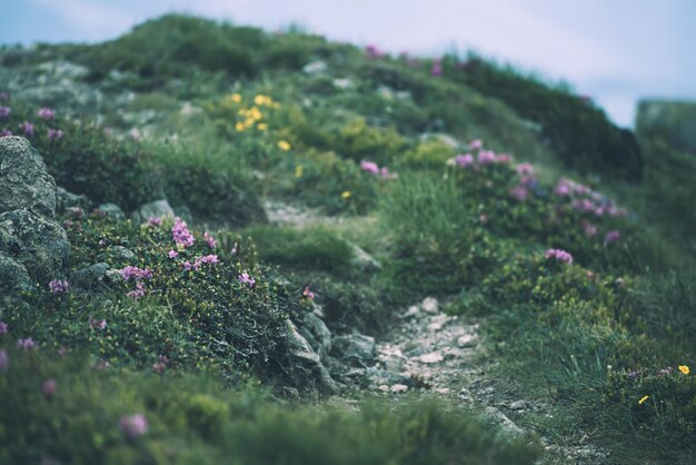 Rhododendron flowers in nature