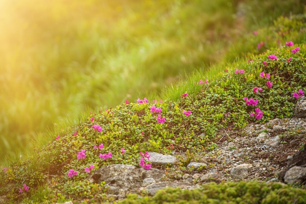 Rhododendron flowers in nature