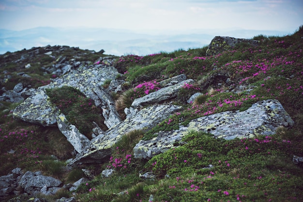 Rhododendron flowers in nature