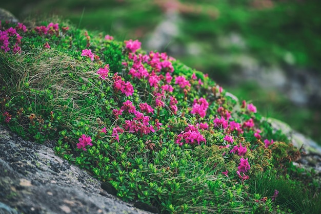 Photo rhododendron flowers in nature