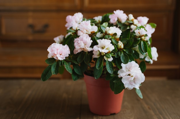 Rhododendron flowers in a pot