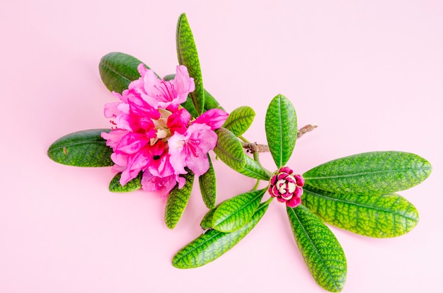 Rhododendron flowers with leaves