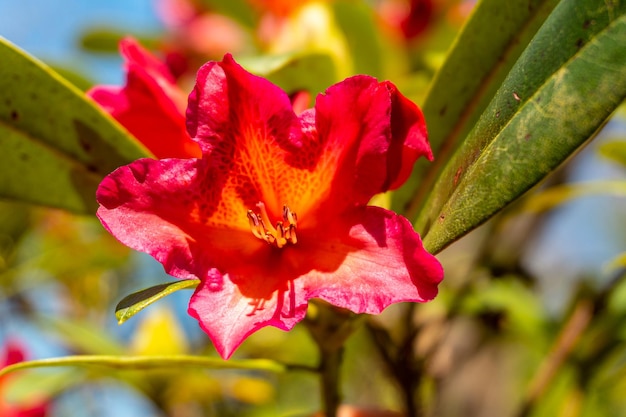 Rhododendron Golden Gate red flowers in Iturraran Natural Park Basque Country