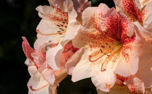 Rhododendron hybrid rhododendron hybrid close up of the flower head in sunshine