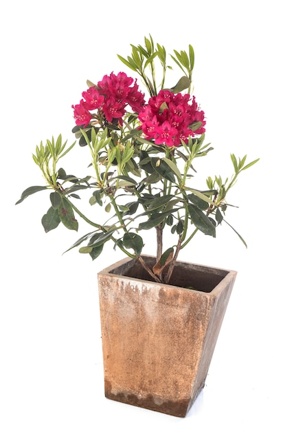 Rhododendron in de studio