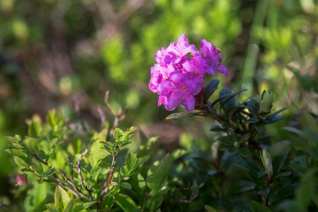 水滴と緑の背景にシャクナゲの花序