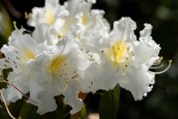 태국 북부에서 진달래 ludwigianum Hoss (White Rhodon) 흰 꽃