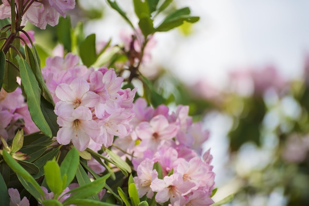 Rhododendron maximum pink flowers