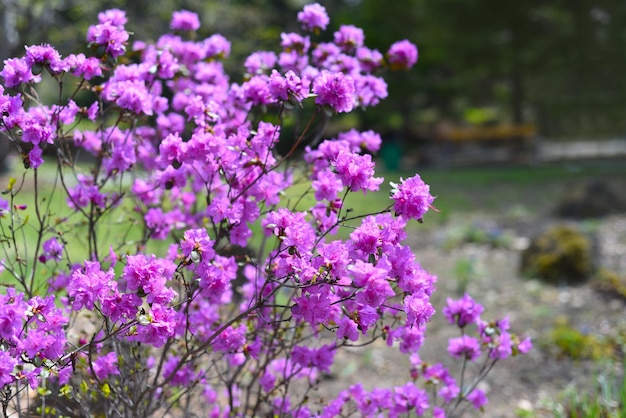 Rhododendron mucronulatum groeit in het verre oosten van Rusland in het voorjaar