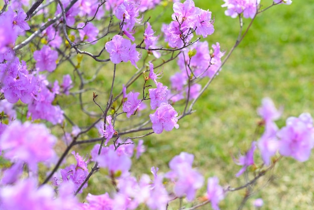 Rhododendron mucronulatum growing in far east of russia in spring