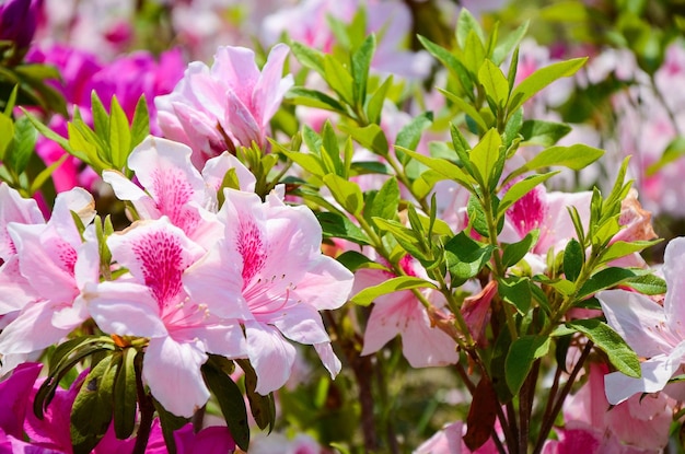 Rhododendron of Azalea