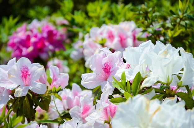 Rhododendron of Azalea