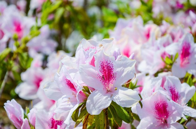 Rhododendron of Azalea