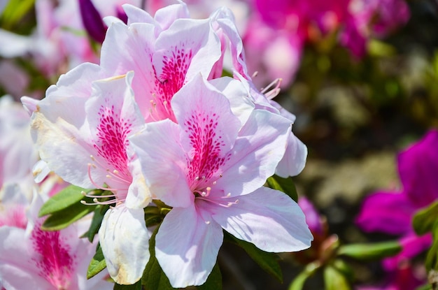 Rhododendron of Azalea