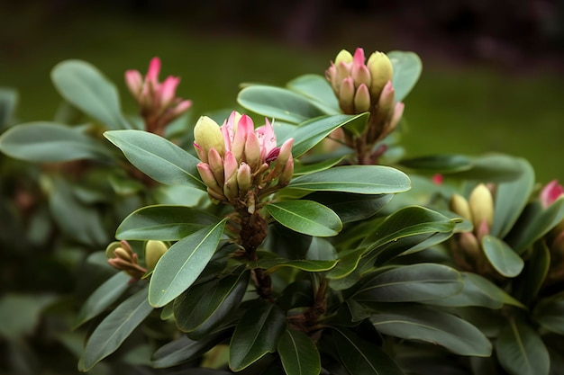 Foto rhododendron of rosebay bladeren en knoppen klaar om te openen in de lente tuin closeup ericaceae immergroene struik giftige bladeren azalea decoratieve struiken genereren ai