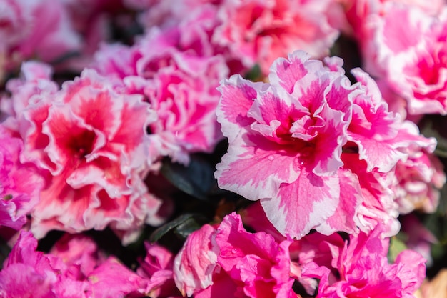 Rhododendron pink flowers in the garden close up