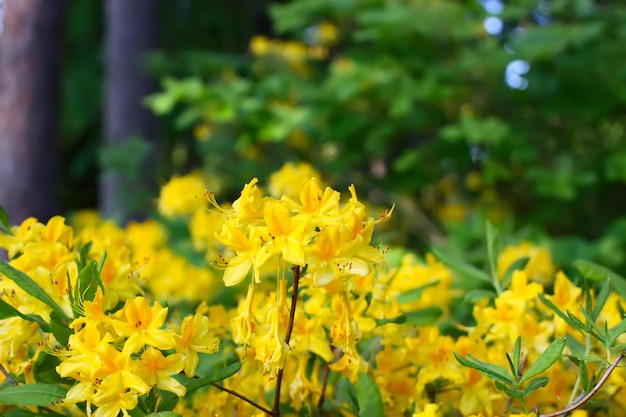 シャクナゲの花が咲く春の公園で黄色い花