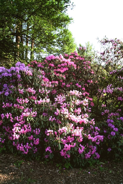 Foto rhododendron plant geurige mooie bloemen die bloeien in het voorjaarspark.