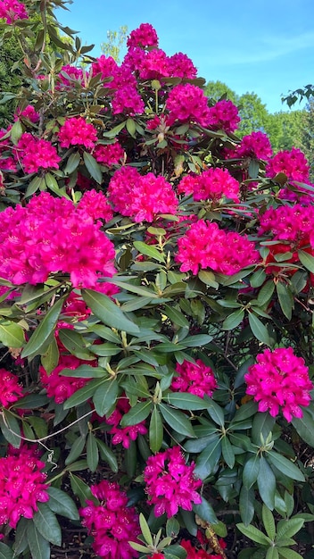 Rhododendron plant met roze bloemen