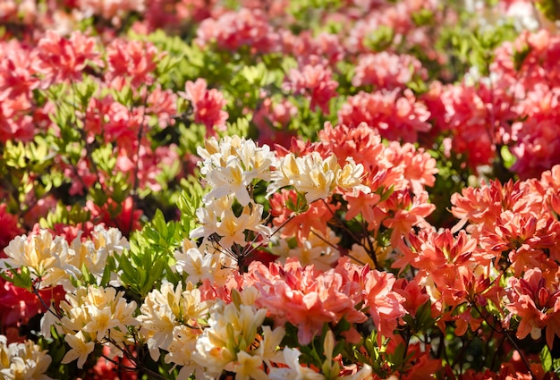 Rhododendron plants in bloom