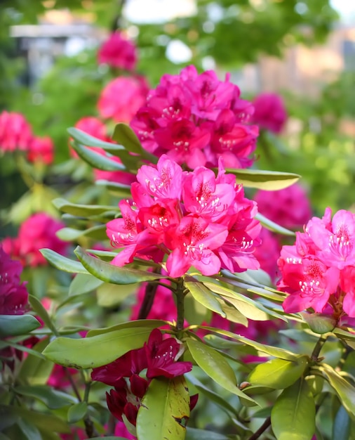庭のシャクナゲの植物ピンクの花をクローズ アップ