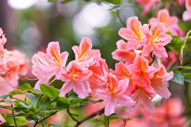 Rhododendron red blooming flowers in spring botanical garden